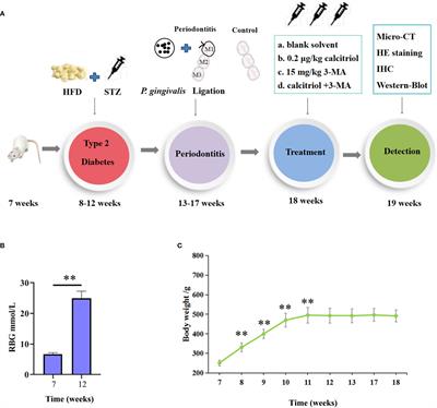 Calcitriol-enhanced autophagy in gingival epithelium attenuates periodontal inflammation in rats with type 2 diabetes mellitus